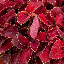 New Seeds Mpb#2 Coleus Seeds Fairway Red Velvet 50 Thru 500 Seeds USA Seller - £13.90 GBP