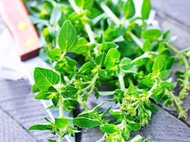 VC French Winter Thyme Seeds 500 Garden Seeds Heirloom Non Gmo Perennial... - $10.87