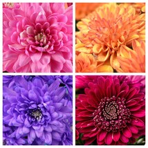 50 Mixed Colors Indian Chrysanthemum Indicum Hardy Mum Double Flower See... - $14.20