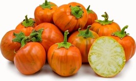 SGHOST Turkish Orange Eggplant 12 Seeds USA Seller - £6.59 GBP