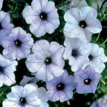 Petunia Seeds Tidal Wave Silver 40 Seeds - $12.38