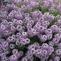 100 Violet Queen Alyssum Flower Seeds Garden Fast Shipping - £4.41 GBP