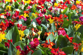 5 Mixed Canna Lily Generalis Mix Colors Red - £13.58 GBP