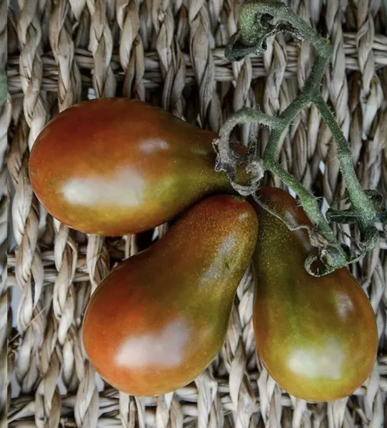 Chocolate Pear Tomato Organic 20 Fresh Seeds - £14.36 GBP