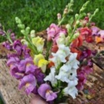 Item image 1 image 1