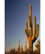 AW Carnegia Gigantea Saguaro Gigant Cacti Desert Columnar Cactus Seeds 1... - $37.38
