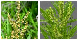 Rumex verticillatus Swamp Dock Native Herb Aquatic Starter Plant Plug - £26.03 GBP