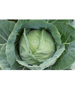 BS Copenhagen Market Cabbage Seeds Nongmo Garden Seed 100 Seeds Fast Grow - €7,88 EUR