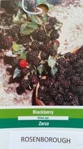 Rosborough Blackberry Plant Healthy New Home Garden Berry Plants Blackbe... - $33.90