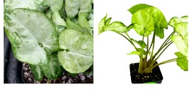 Live Plant - Syngonium Pixie Dwarf Arrowhead - Syngonium podophyllum - £30.29 GBP