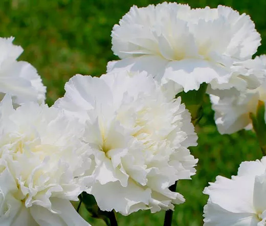 10 Double White Rose Flower Bush Shrub - £7.79 GBP