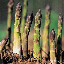 Asparagus Mary Washington Vegetable Seeds Asparagus Officinalis 50 Seeds - £9.74 GBP