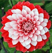 20 Seeds For Red White Tip Sweetheart Dahlia   - £13.12 GBP
