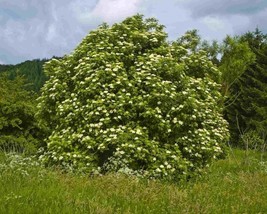 Sambucus Nigra (European Elderberry) 30 seeds - £1.14 GBP