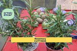 2 Rosemary Rooted Cuttings | 5–8” Live Bare Root Plants | Culinary Herb ... - $35.99