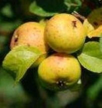 American Sweet crabapple apple tree seedling fruit very hardy edible LIV... - $35.99