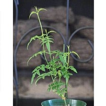 Pink Jasmine Polyanthum Organic Live USA Cuttings Starter Live Plant Brand New - £15.24 GBP