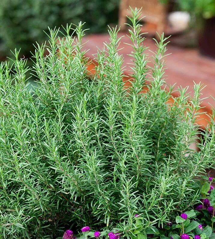 SYST 50 Seeds Rosemary Evergreen Shrub Culinary Seed Catalog Home Garden - $9.55