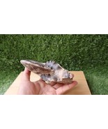 6 Inch Chofaticeras Segne Ammonite Fossil Cretaceous Period Authentic Mo... - $110.11 CAD