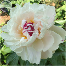 Yidianhong Cream White Peony Flowers with Dark Red centre Flower Seeds professio - £6.00 GBP