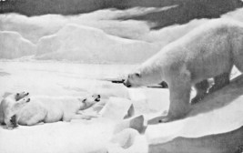 Chicago Il~Field Museum Natural History~Polar BEAR-AQUATIC MEMBER~1940s Postcard - £5.48 GBP
