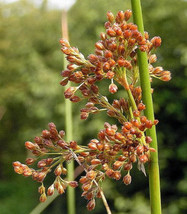 1000 Soft Rush Common Rush Juncus Effusus Ornamental Grass Seeds New Fas... - $285.31 MXN