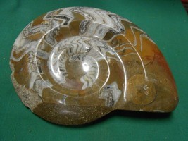 Outstanding Petrified Stone AMMONITE Fossil SEA SHELL - £170.60 GBP