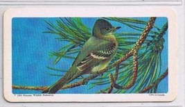 Brooke Bond Red Rose Tea Card #12 Western Wood Pewee Canadian American S... - $0.98