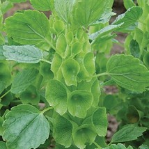 Moluccella Seeds Bells Of Ireland Seeds 100 Seeds - £16.37 GBP