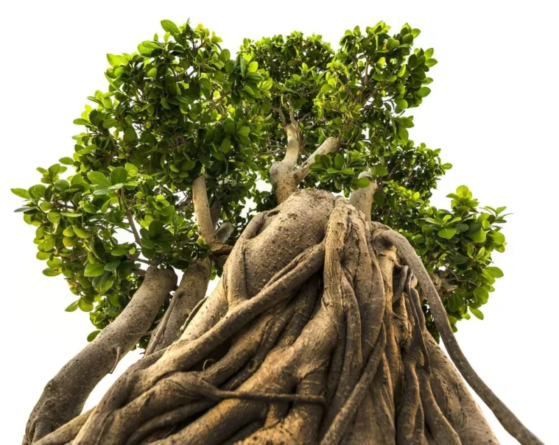 Indian Banyan Bonsai Tree Seeds 20 Seeds of Ficus benghalensis  - $14.34