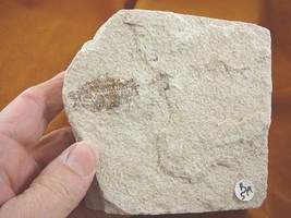 (F-579) fossil Ray finned bony Fish vertebrates specimen Green River Wyo... - $21.49