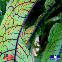 Sorrel Seeds Red Veined Heirloom Non-Gmo Gardening Fresh USA SELLER - $15.00