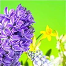 Hyacinth Psychic Clearing &amp; Healing Empowerment - £15.98 GBP