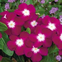 New Burgundy Halo Vinca Seeds Periwinkle Pacifica Series Catharanthus Roseu Fres - $10.37