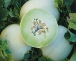 Honey Dew Green Flesh Cantaloupe Seeds 50 Garden Melon Fruit Fast Shipping - £7.22 GBP