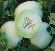 Honey Dew Green Flesh Cantaloupe Seeds 50 Garden Melon Fruit Fast Shipping - £7.18 GBP