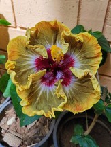 PWO 20  Hibiscus Seeds  Flower 90% Germination Rate - $7.20