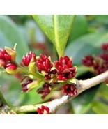 10 Evergreen Witch Hazel Seeds Distylium Racemosum Fresh Seeds - $256.81 MXN