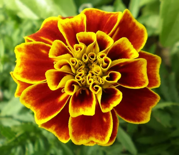 Florist Choice French Marigold Tagetes Patula Durango 20 Seeds Fresh - $10.18