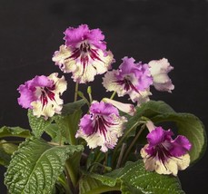 HS  15+ Seeds Cape Primrose 7001  House Plant-  Garden- Flowers - £5.12 GBP