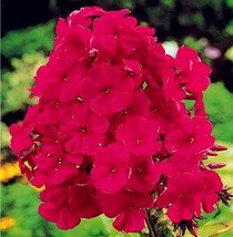 100Pcs Phlox Paniculata Seeds Rose Red Colors Garden USA SHIPPING - £9.44 GBP