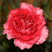 New Fresh Seeds 30 Rose Red Carnation Perennial Flower Seeds - £20.06 GBP