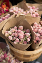 3,500 Seeds Alsike Pink Clover Herb Flower - £7.59 GBP