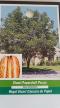 STUART PAPERSHELL PECAN TREE 4-6 Ft. Shade Trees Healthy Plant Large Pec... - £96.88 GBP