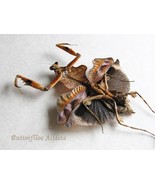 Deroplatys Lobata Real Dead Leaf Mantis Taxidermy Framed Entomology Shad... - $89.25 CAD