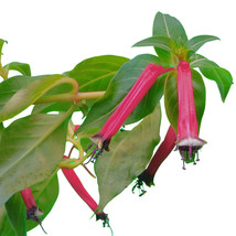 10 Rose Cigar Plant Mexican Firecracker Cuphea Ignea Pink Yellow Flower Seeds Ga - £9.69 GBP