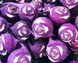 Kohlrabi Seeds 300 Purple Vienna Vegetable Garden Culinary Fast Shipping - $8.99