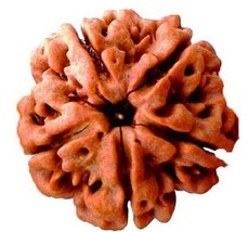 Gemstone Natural Purest 5 Mukhi Rudraksha Original Holy Beads from Nepal... - $11.02