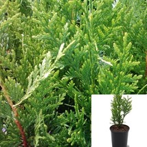 Thuja Plicata Green Giant 5Gallon Plant Arborvitae Western Red Cedar Tree - £96.47 GBP