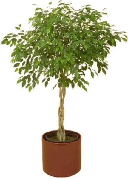Top Seller 30 Ficus Tree Bodhi Tree Sacred Fig Bo Tree Pipal Ficus Relig... - $14.60